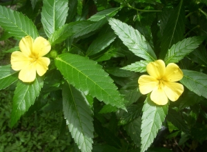Damiana và những lợi ích sức khỏe từ Damiana